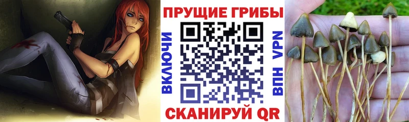 Псилоцибиновые грибы MAGIC MUSHROOMS  OMG вход  Вилючинск 